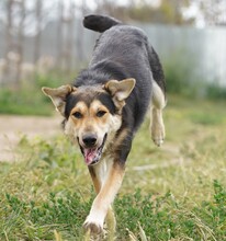 BENNO, Hund, Mischlingshund in Rumänien - Bild 5
