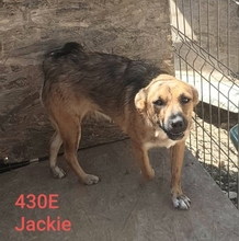 JACKIE, Hund, Mischlingshund in Brunsbüttel - Bild 3