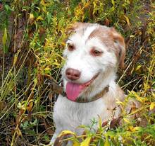 SHAKIRA, Hund, Mischlingshund in Bulgarien - Bild 1