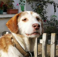 SHAKIRA, Hund, Mischlingshund in Bulgarien - Bild 10
