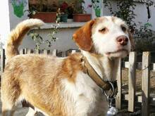 SHAKIRA, Hund, Mischlingshund in Bulgarien - Bild 4