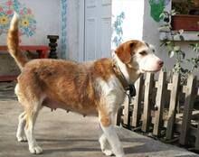 SHAKIRA, Hund, Mischlingshund in Bulgarien - Bild 5