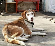 SHAKIRA, Hund, Mischlingshund in Bulgarien - Bild 6