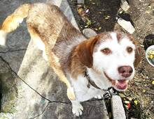 SHAKIRA, Hund, Mischlingshund in Bulgarien - Bild 7