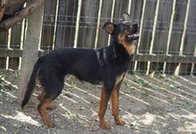 TAZZ, Hund, Mischlingshund in Rumänien - Bild 1