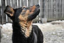 TAZZ, Hund, Mischlingshund in Rumänien - Bild 2