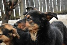 TAZZ, Hund, Mischlingshund in Rumänien - Bild 3