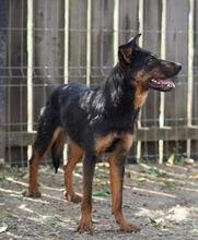 TAZZ, Hund, Mischlingshund in Rumänien - Bild 4