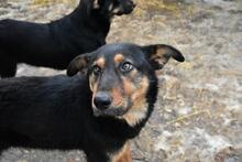 TAZZ, Hund, Mischlingshund in Rumänien - Bild 5