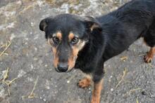 TAZZ, Hund, Mischlingshund in Rumänien - Bild 6