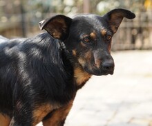 TAZZ, Hund, Mischlingshund in Rumänien - Bild 7