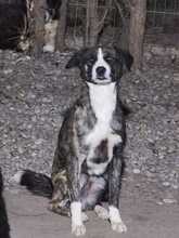 REX, Hund, Mischlingshund in Rumänien - Bild 10