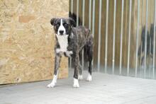 REX, Hund, Mischlingshund in Rumänien - Bild 4