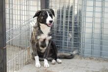 REX, Hund, Mischlingshund in Rumänien - Bild 5