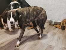 REX, Hund, Mischlingshund in Rumänien - Bild 8