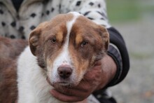 JUKA, Hund, Mischlingshund in Rumänien - Bild 1