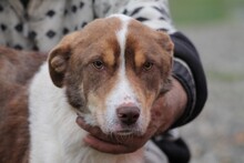 JUKA, Hund, Mischlingshund in Rumänien - Bild 2