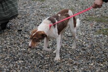 JUKA, Hund, Mischlingshund in Rumänien - Bild 3