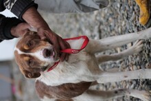 JUKA, Hund, Mischlingshund in Rumänien - Bild 4