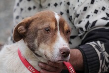JUKA, Hund, Mischlingshund in Rumänien - Bild 5