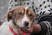 JUKA, Hund, Mischlingshund in Rumänien - Bild 6