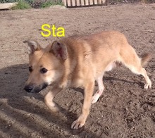 STASIO, Hund, Mischlingshund in Polen - Bild 1