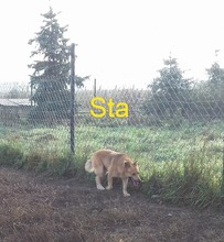 STASIO, Hund, Mischlingshund in Polen - Bild 2