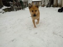 STASIO, Hund, Mischlingshund in Polen - Bild 6