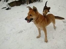 STASIO, Hund, Mischlingshund in Polen - Bild 8