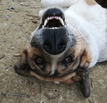 MAKA, Hund, Mischlingshund in Spanien - Bild 1