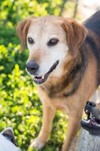 SUZANNE, Hund, Mischlingshund in Slowakische Republik - Bild 1