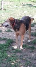 SUZANNE, Hund, Mischlingshund in Slowakische Republik - Bild 10