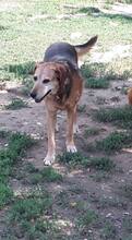 SUZANNE, Hund, Mischlingshund in Slowakische Republik - Bild 11