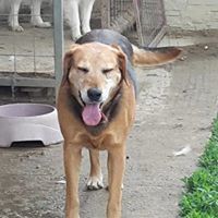 SUZANNE, Hund, Mischlingshund in Slowakische Republik - Bild 18