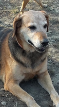 SUZANNE, Hund, Mischlingshund in Slowakische Republik - Bild 19