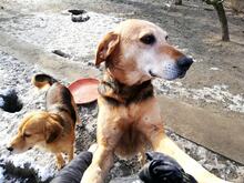 SUZANNE, Hund, Mischlingshund in Slowakische Republik - Bild 7