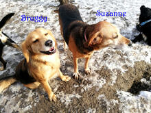 SUZANNE, Hund, Mischlingshund in Slowakische Republik - Bild 8