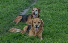 BRUGGY, Hund, Mischlingshund in Slowakische Republik - Bild 10