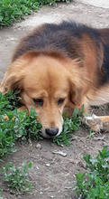 BRUGGY, Hund, Mischlingshund in Slowakische Republik - Bild 20