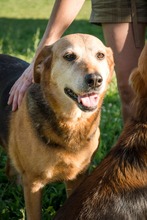 BRUGGY, Hund, Mischlingshund in Slowakische Republik - Bild 4
