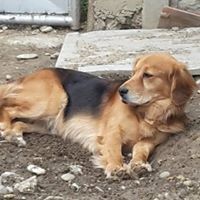 BRUGGY, Hund, Mischlingshund in Slowakische Republik - Bild 5