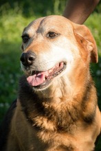 BRUGGY, Hund, Mischlingshund in Slowakische Republik - Bild 9