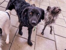 BROKO, Hund, Mischlingshund in Slowakische Republik - Bild 11