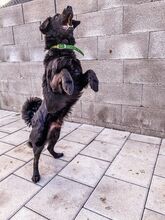 BROKO, Hund, Mischlingshund in Slowakische Republik - Bild 15