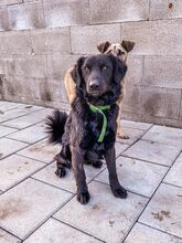 BROKO, Hund, Mischlingshund in Slowakische Republik - Bild 17