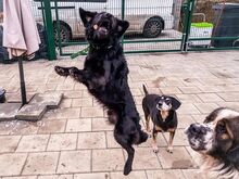 BROKO, Hund, Mischlingshund in Slowakische Republik - Bild 19