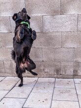 BROKO, Hund, Mischlingshund in Slowakische Republik - Bild 2