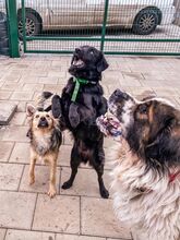 BROKO, Hund, Mischlingshund in Slowakische Republik - Bild 20