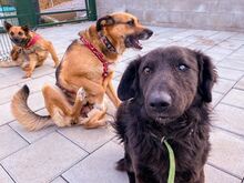 BROKO, Hund, Mischlingshund in Slowakische Republik - Bild 21