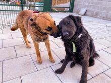 BROKO, Hund, Mischlingshund in Slowakische Republik - Bild 22